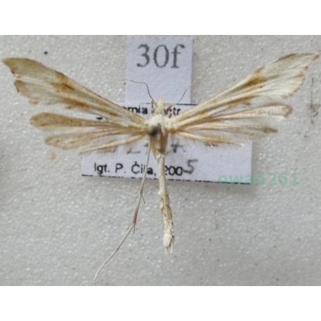 Gillmeria ochrodactyla (Denis & Schiffermüller, 1775) Czech30f